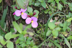 Sonerila pulneyensis